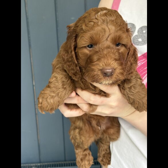 Cockapoo