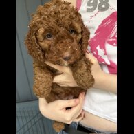 Cockapoo