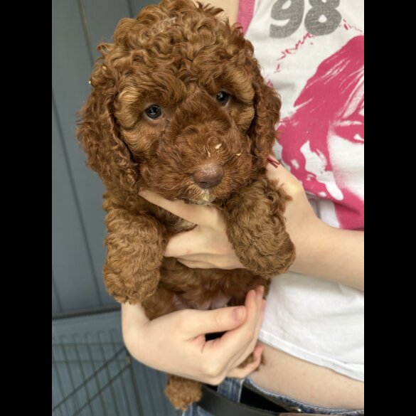 Cockapoo
