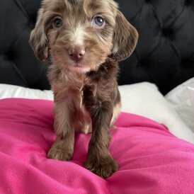 Cockapoo