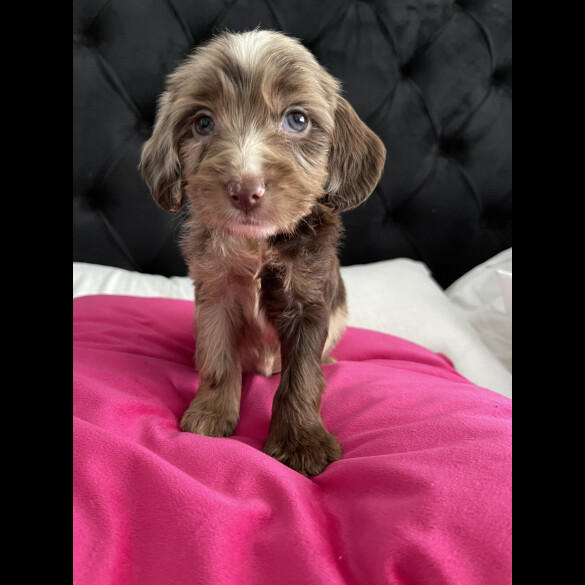 Cockapoo
