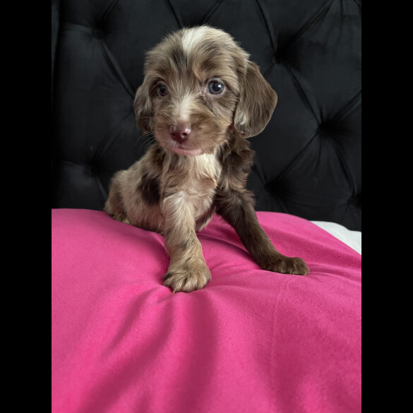 Cockapoo