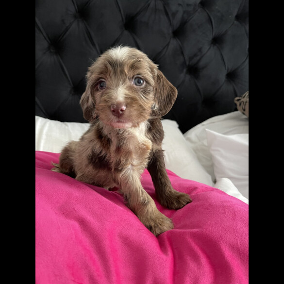 Cockapoo
