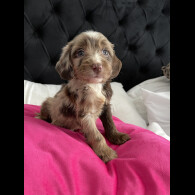 Cockapoo