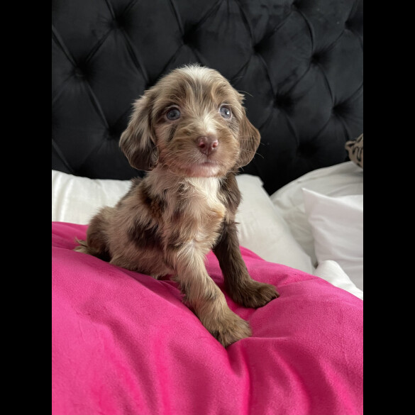 Cockapoo