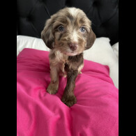 Cockapoo
