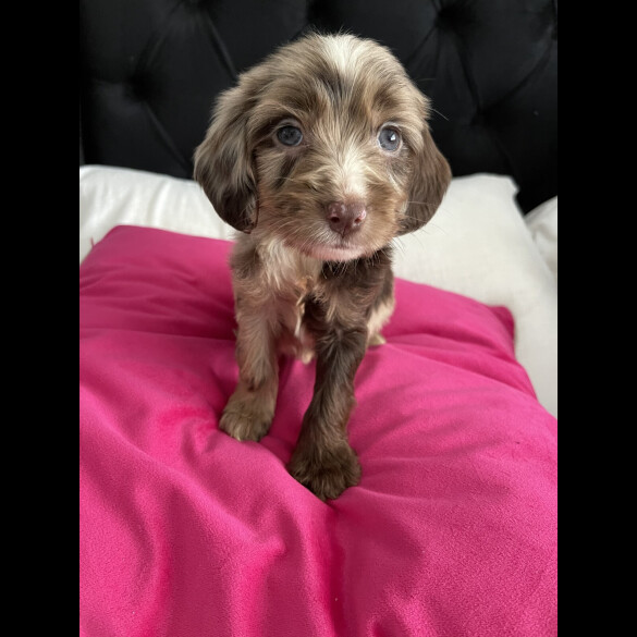 Cockapoo