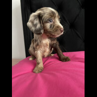 Cockapoo