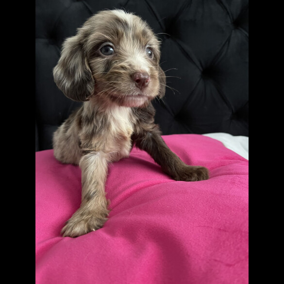 Cockapoo