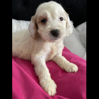 Cockapoo