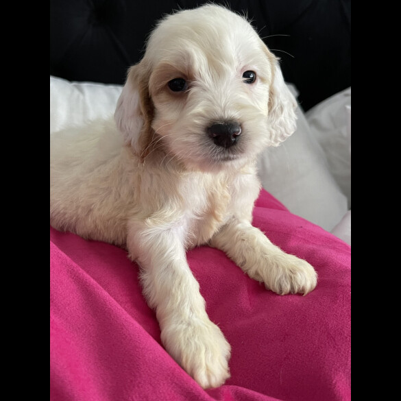 Cockapoo
