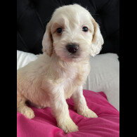 Cockapoo