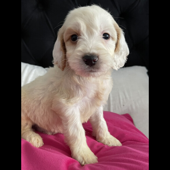 Cockapoo
