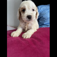 Cockapoo