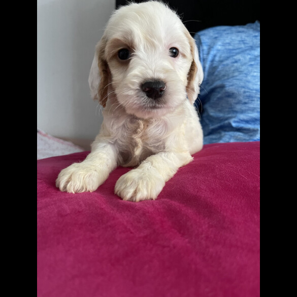 Cockapoo