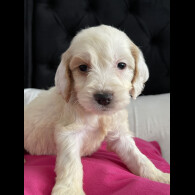 Cockapoo