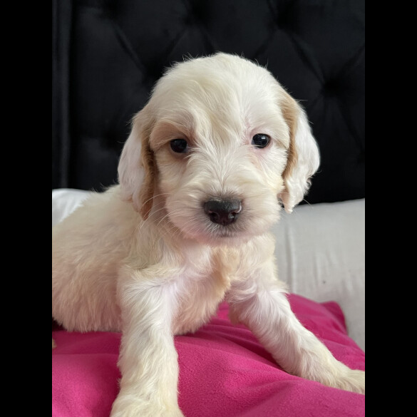 Cockapoo