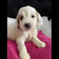 Cockapoo