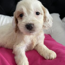 Cockapoo