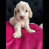 Cockapoo