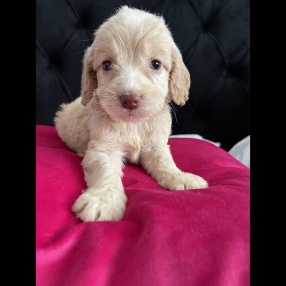 Cockapoo
