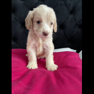 Cockapoo