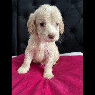 Cockapoo
