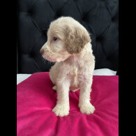 Cockapoo