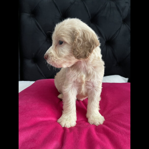 Cockapoo