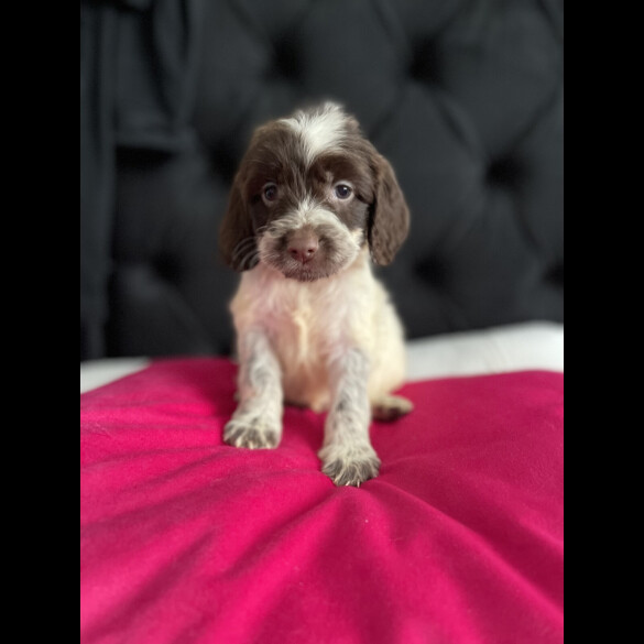 Cockapoo