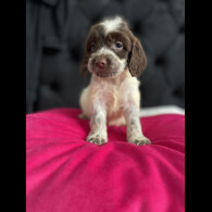 Cockapoo