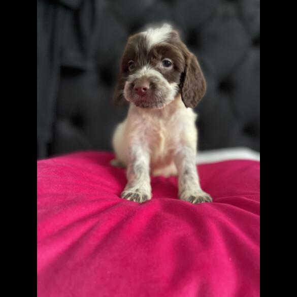 Cockapoo