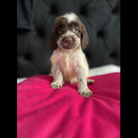 Cockapoo