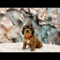 Cockapoo - Both