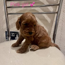 Cockapoo