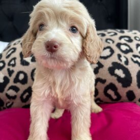 Cockapoo