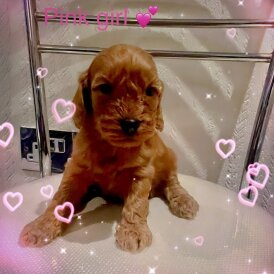 Cockapoo