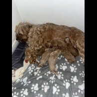 Cockapoo