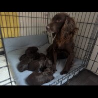 Cockapoo
