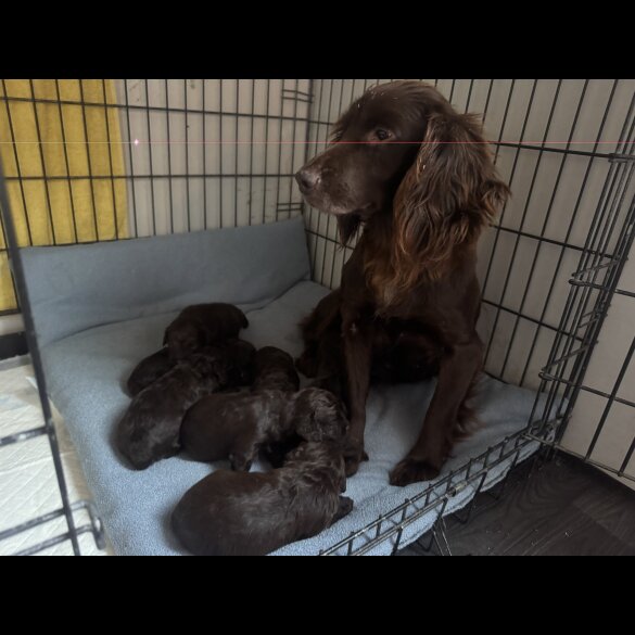 Cockapoo