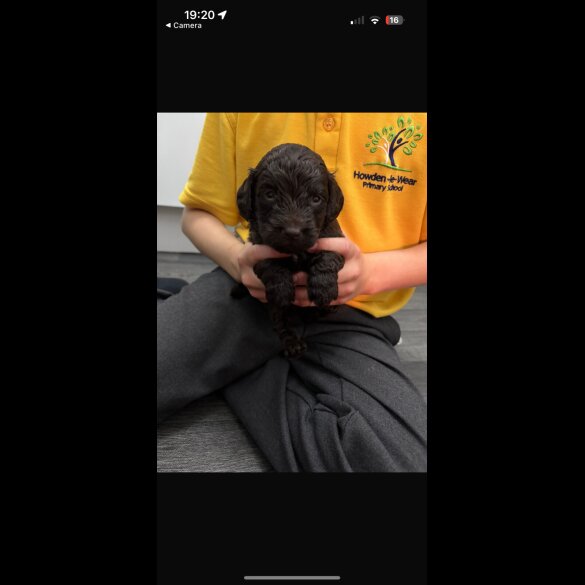 Cockapoo
