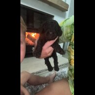 Cockapoo
