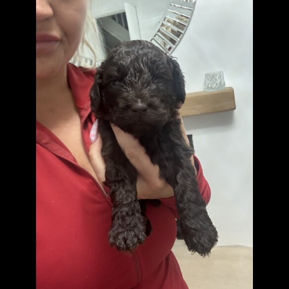 Cockapoo