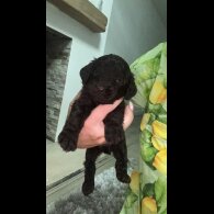 Cockapoo