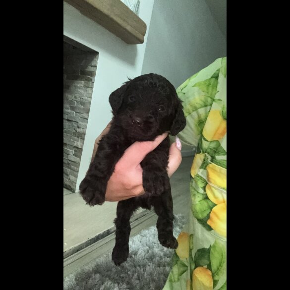 Cockapoo