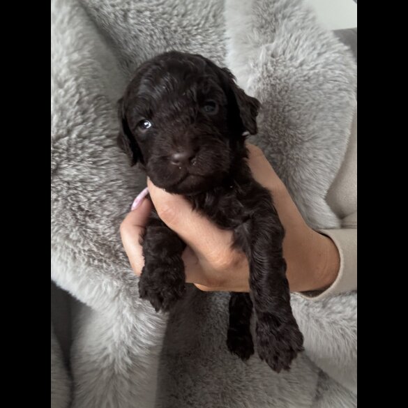 Cockapoo