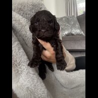 Cockapoo