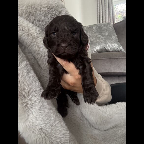 Cockapoo