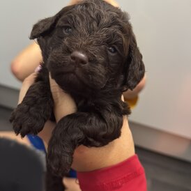 Cockapoo
