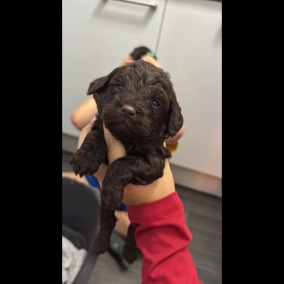 Cockapoo